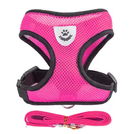 harnais et laisse refléchissante