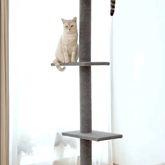 Arbre à chat
