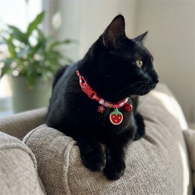 Collier Chat 